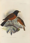 Merula Celaenops (1899-1902)