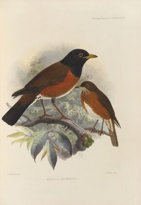 Merula Celaenops (1899-1902)