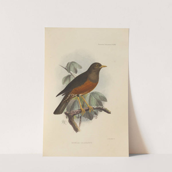 Merula Celebensis (1899-1902) by Henry Seebohm