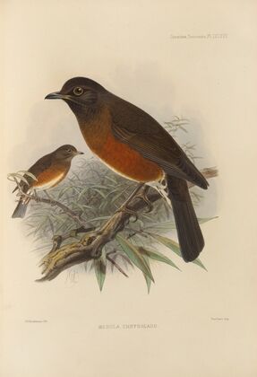 Merula Chrysolaus (1899-1902)
