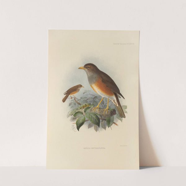 Merula Erythropleura (1899-1902) by Henry Seebohm