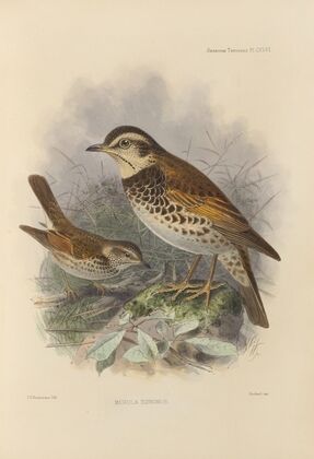 Merula Eunomus. (1899-1902)