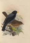 Merula Flavipes (1899-1902)