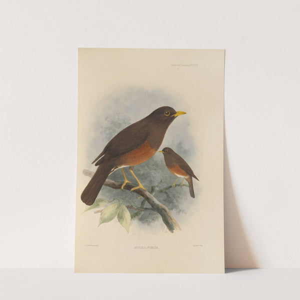 Merula Fumida (1899-1902) by Henry Seebohm