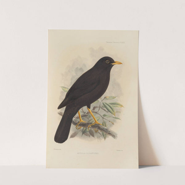 Merula Gigantodes (1899-1902) by Henry Seebohm