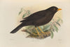 Merula Gigas (1899-1902)