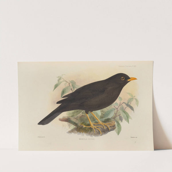 Merula Gigas (1899-1902) by Henry Seebohm