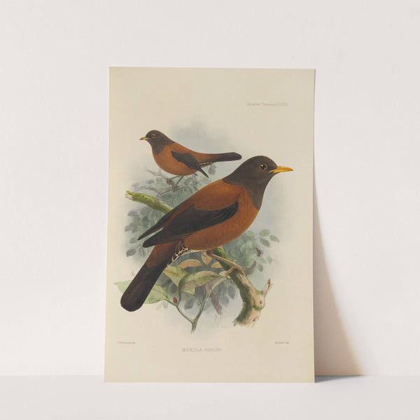 Merula Gouldi (1899-1902) by Henry Seebohm