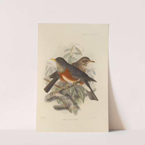 Merula Hortulorum (1899-1902) by Henry Seebohm