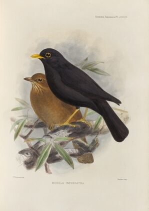 Merula Infuscata (1899-1902)