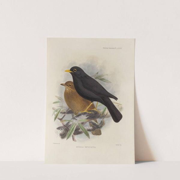 Merula Infuscata (1899-1902) by Henry Seebohm