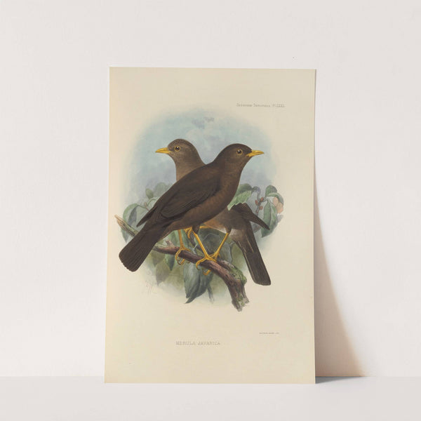 Merula Javanica (1899-1902) by Henry Seebohm
