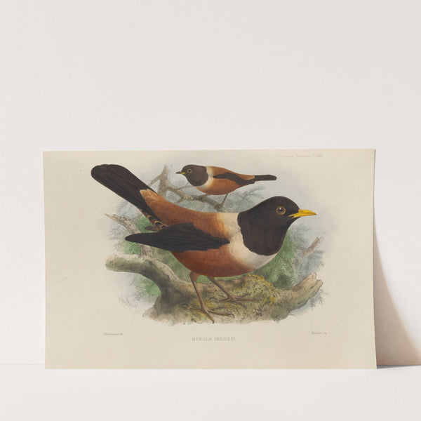 Merula Kessleri (1899-1902) by Henry Seebohm