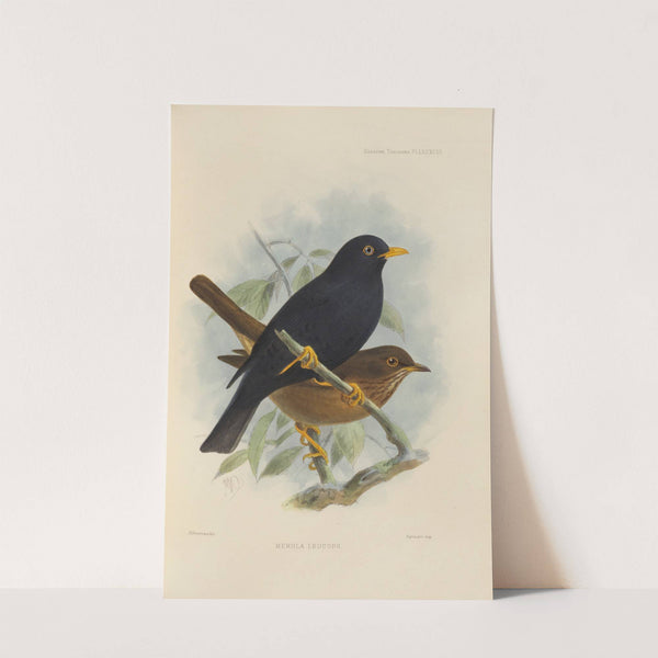 Merula Leucops (1899-1902) by Henry Seebohm