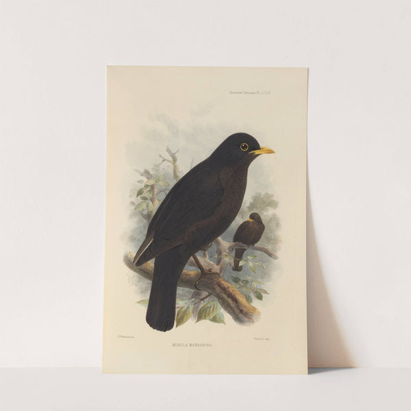 Merula Mandarina (1899-1902) by Henry Seebohm