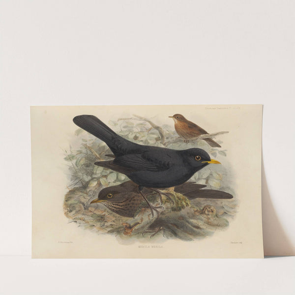 Merula Merula (1899-1902) by Henry Seebohm