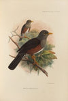 Merula Mindorensis (1899-1902)