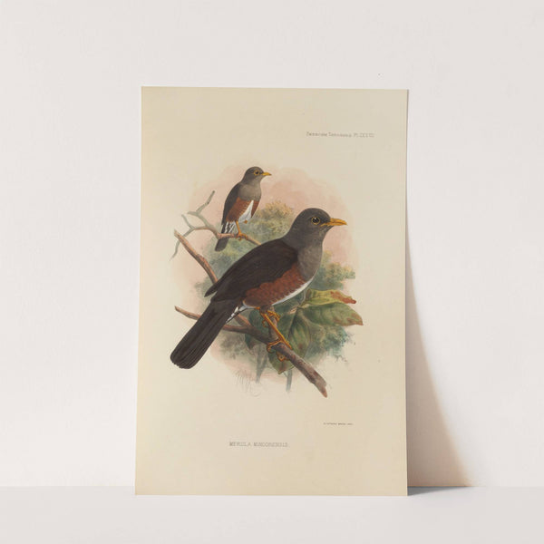 Merula Mindorensis (1899-1902) by Henry Seebohm