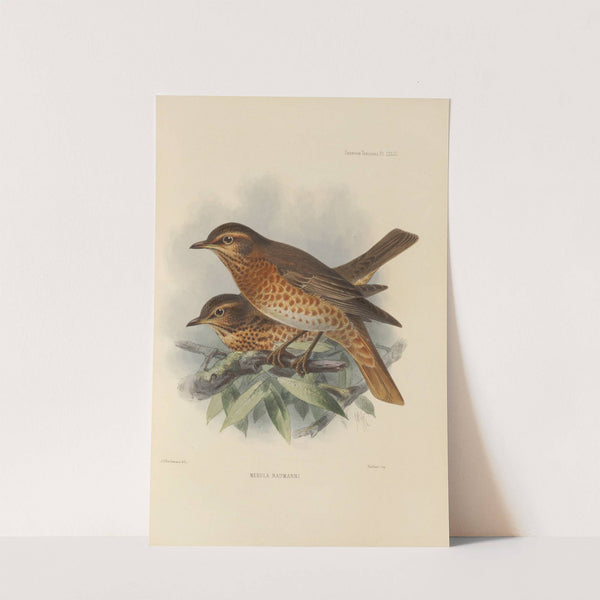 Merula Naumanni (1899-1902) by Henry Seebohm