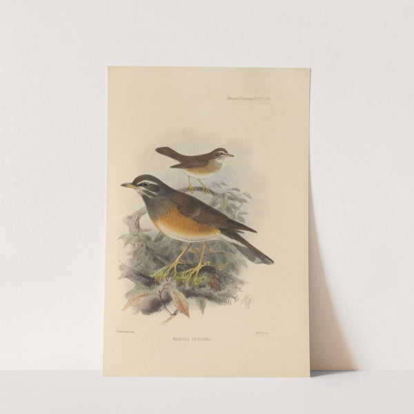 Merula Obscura (1899-1902) by Henry Seebohm