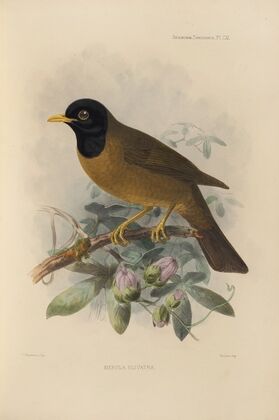 Merula Olivatra (1899-1902)