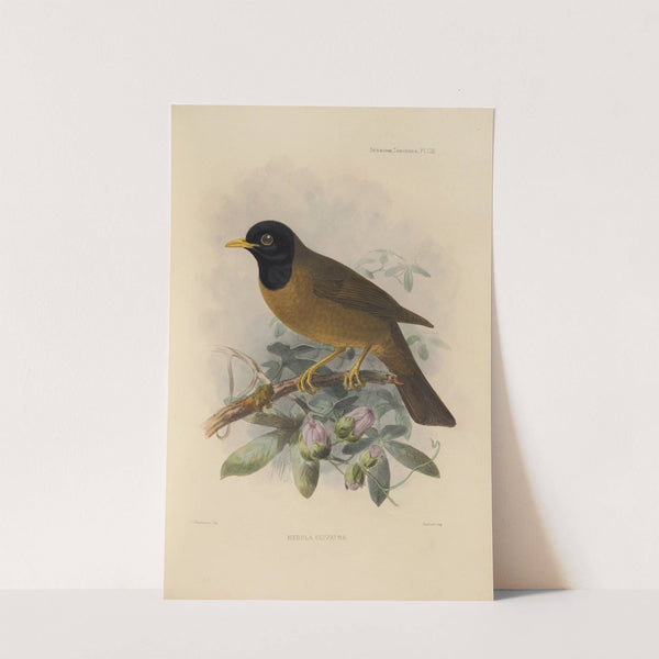 Merula Olivatra (1899-1902) by Henry Seebohm