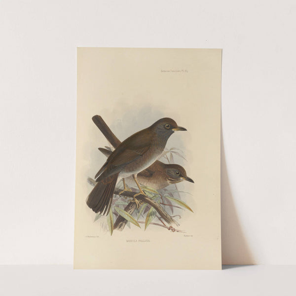 Merula Pallida (1899-1902) by Henry Seebohm