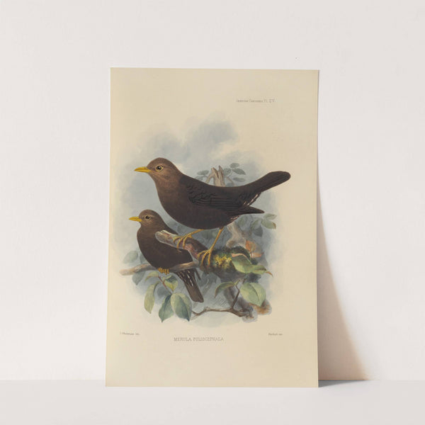 Merula Poliocephala (1899-1902) by Henry Seebohm