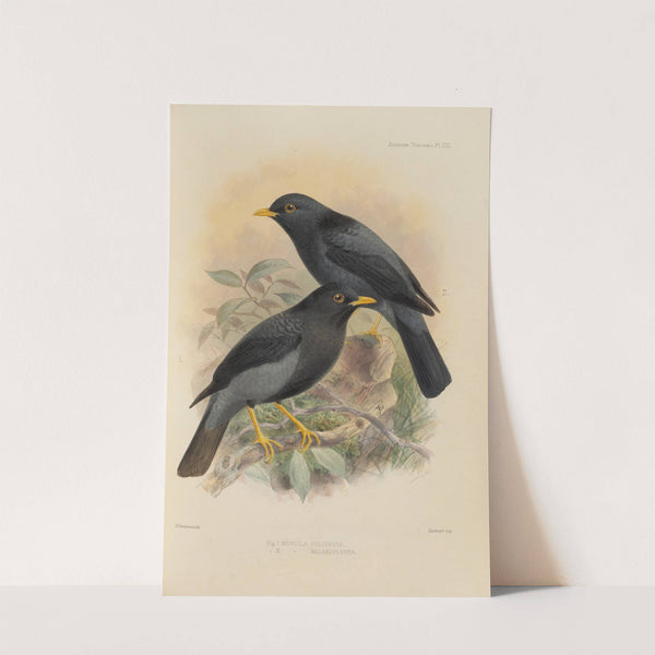 Merula Polionota, Merula Melanopleura (1899-1902) by Henry Seebohm