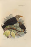 Merula Pritzbueri (1899-1902)