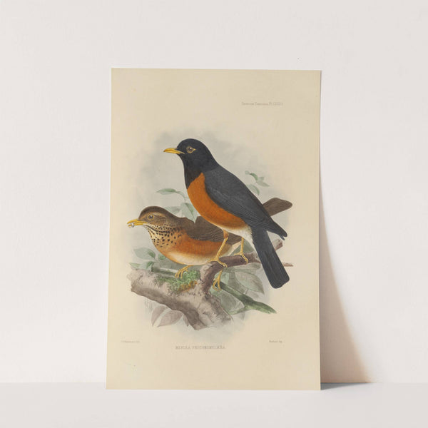 Merula Protomomelaena (1899-1902) by Henry Seebohm