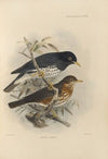 Merula Reevei (1899-1902)