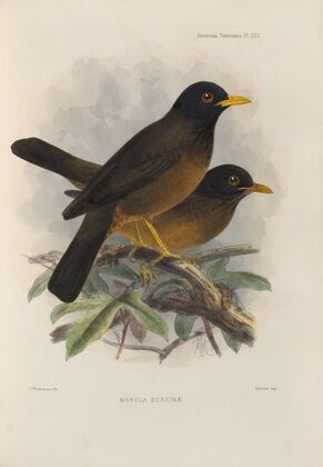 Merula Roraimae (1899-1902)