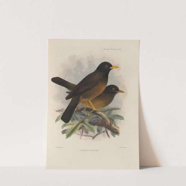 Merula Roraimae (1899-1902) by Henry Seebohm