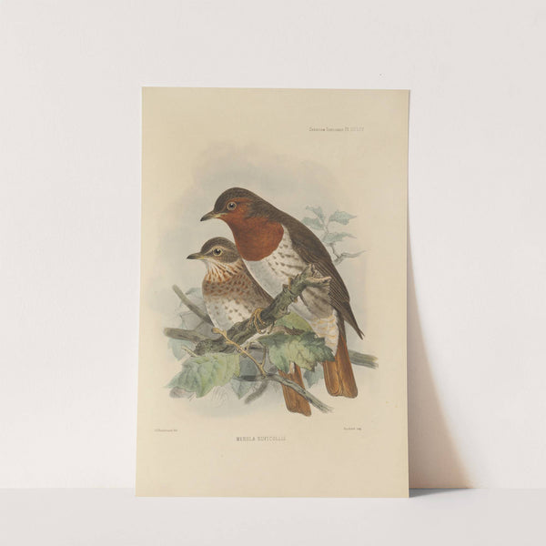 Merula Ruficollis (1899-1902) by Henry Seebohm