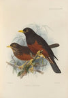 Merula Seebohmi (1899-1902)