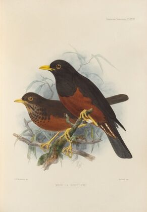 Merula Seebohmi (1899-1902)