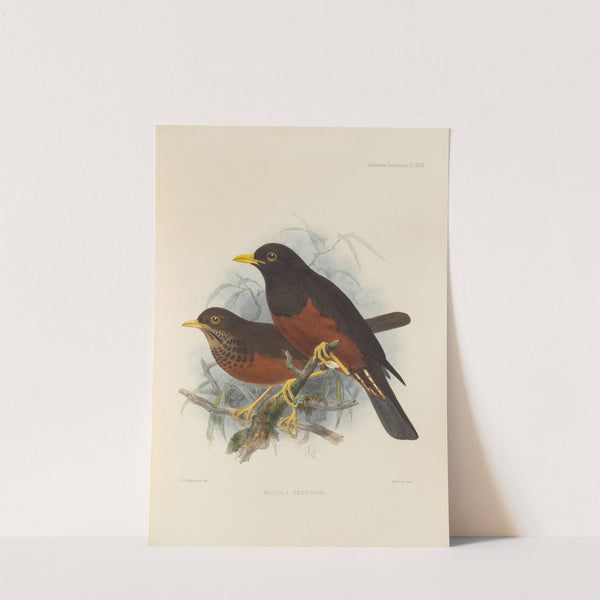 Merula Seebohmi (1899-1902) by Henry Seebohm