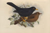 Merula Serrana (1899-1902)