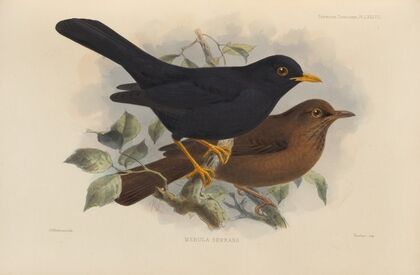 Merula Serrana (1899-1902)