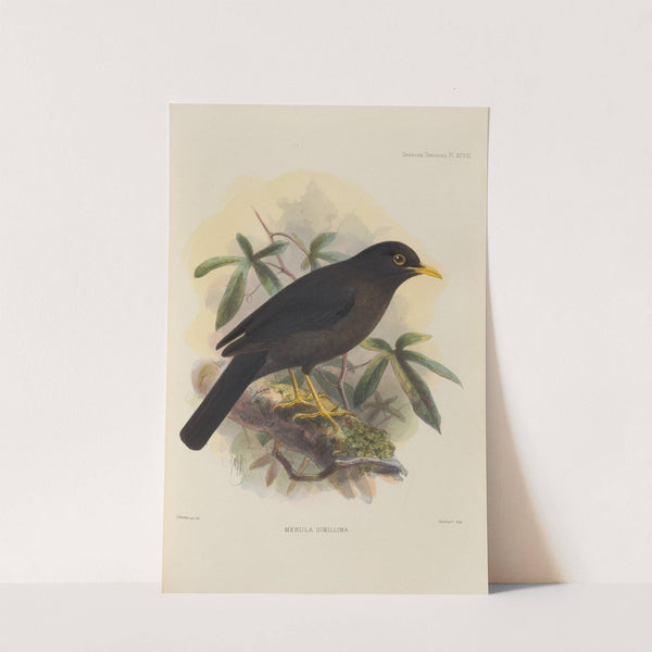 Merula Simillima (1899-1902) by Henry Seebohm