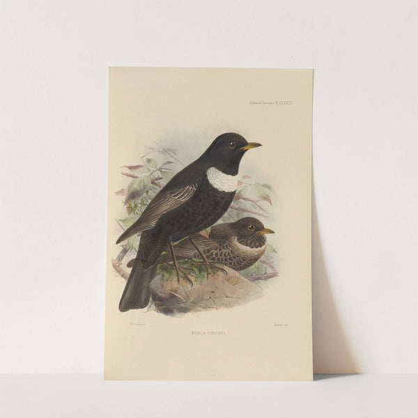 Merula Torquata (1899-1902) by Henry Seebohm