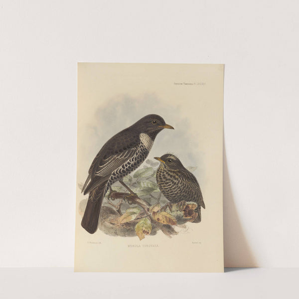 Merula Torquata. (1899-1902) by Henry Seebohm