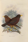 Merula Vinitincta (1899-1902)