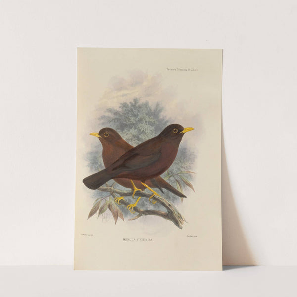 Merula Vinitincta (1899-1902) by Henry Seebohm