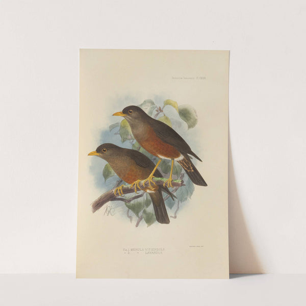 Merula Vitiensis, Merula Layardi (1899-1902) by Henry Seebohm