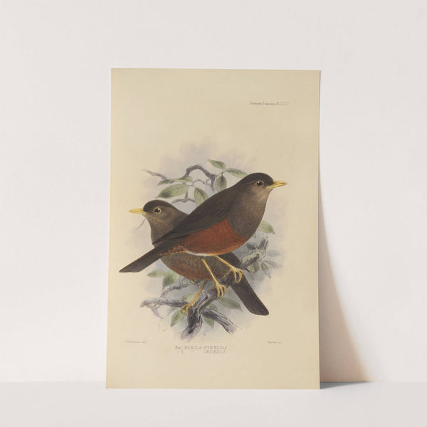 Merula Vitiensis, Merula Layardi. (1899-1902) by Henry Seebohm