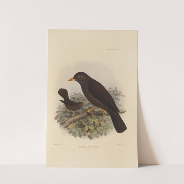 Merula Xanthopus (1899-1902) by Henry Seebohm