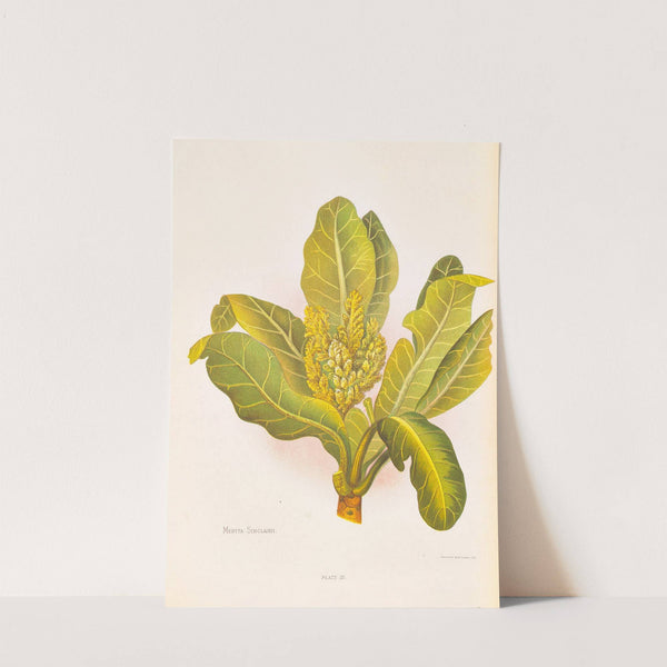 Meryta Sinclairii by Georgina Burne Hetley