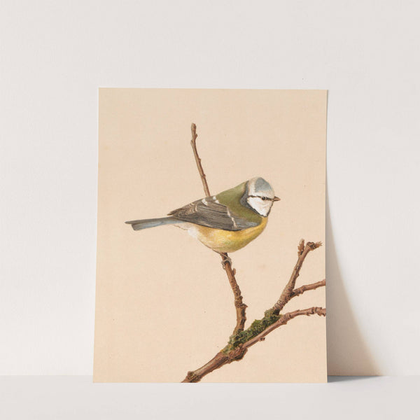 Mésange Bleue by Léo-Paul Robert